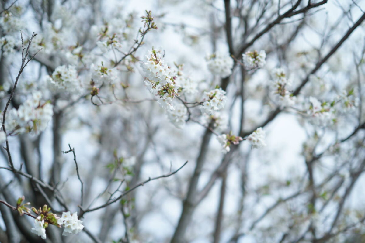 54447162208_91e6a022d3_6k